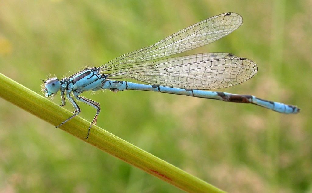 Agrion mercure