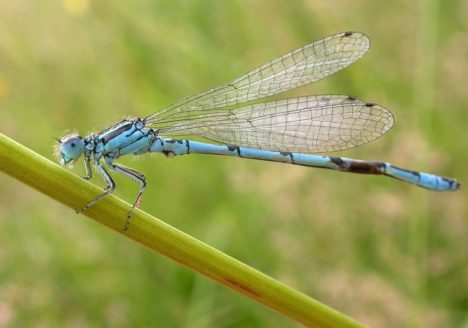 Agrion mercure
