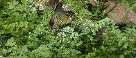 Berle dressée - berula erecta