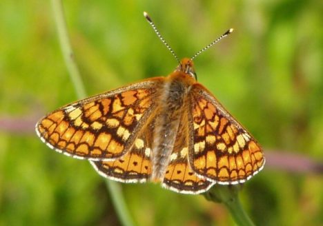 Damier de la succise