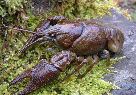 Ecrevisse pied blanc