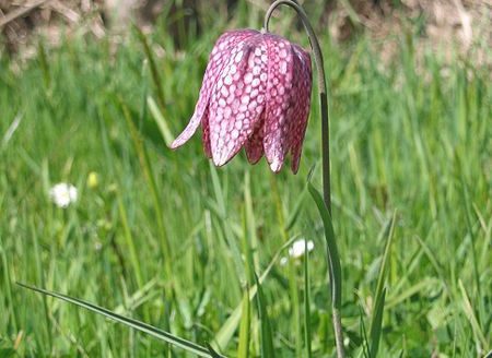 Fritillaire pintade