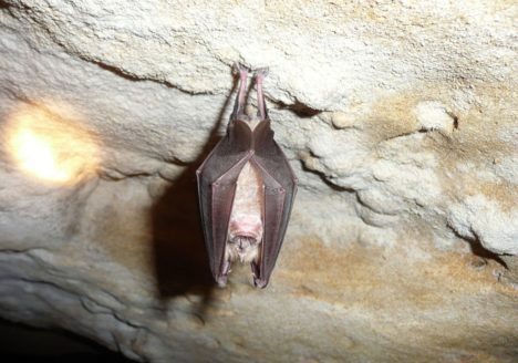 Grand Rhinolophe