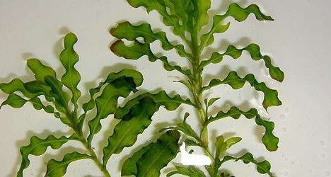 Potamot crépu - Potamogeton crispus