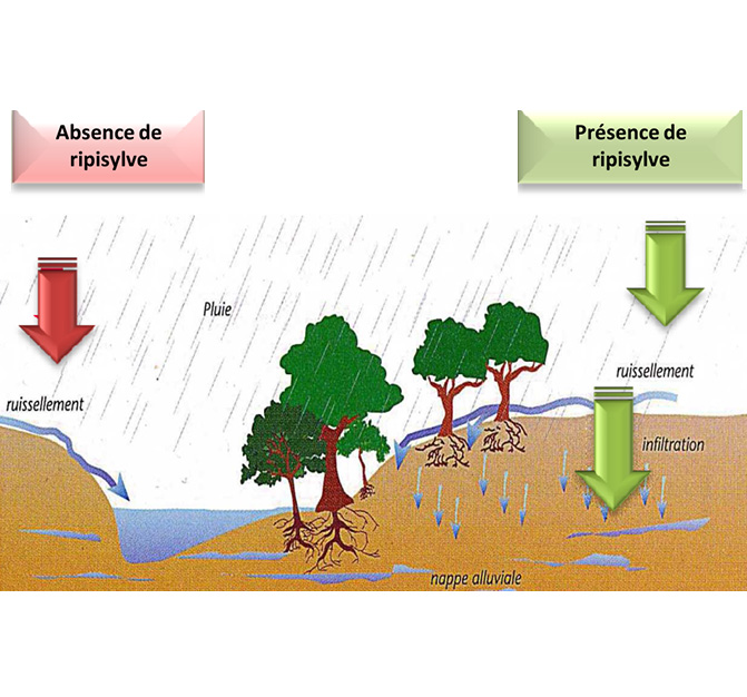 Les types d'eaux