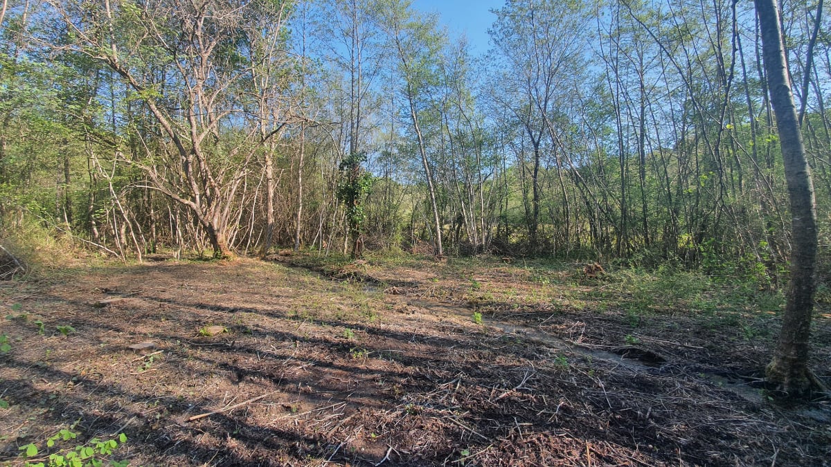 Aconit du Portugal - Vallée de l’Echelle - Après travaux